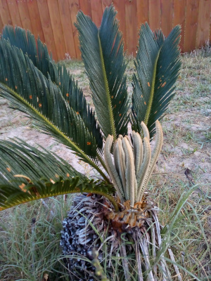 [A small palm variant with dark green fronds sticking upward from the base. The plant is about three foot tall and the dark fronds are only on the back side. About twelve sticks of light green new growth stick up about a third as high as the older growth. The new growth is much thinner and all the leaves are curled inward.]